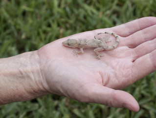 Young brown anole lizard resting in the open palm of a human hand against a blurred green grass background.