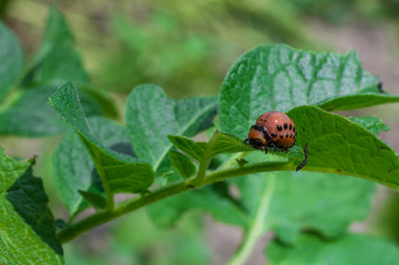 Colorado beetle eats a leaf