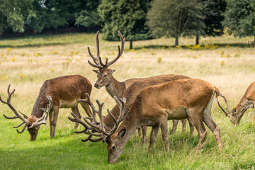 Group of red derr stags grazing