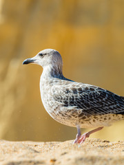 Seagull on the beach in Portugal