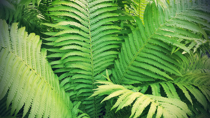 Green fresh fern branches