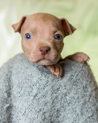 Mix breed dwarf tan brown puppy canine dog on soft blue blanket looking happy, pampered, hopeful, sweet, friendly, cute, adorable, spoiled, alert while making eye contact