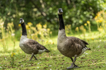 canada geese on grassy path