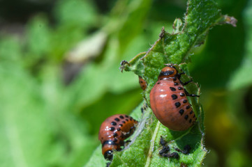 Colorado beetle eats a leaf