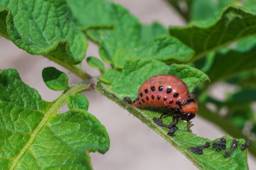Colorado beetle eats a leaf