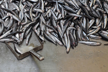 anchovies fresh fish