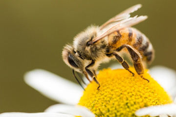 Biene auf Blume sammelt Honig