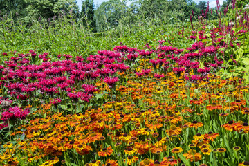 Obraz premium Perennial flowers Pink Monarda and Orange Rudbeckia in a herbaceous border.