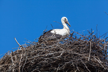 White stork sitting in large nest