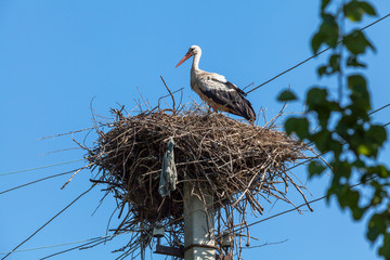 White stork in nest high on pole