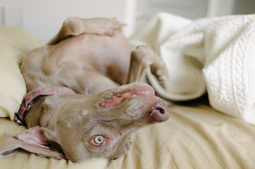 Dog laying in messy bed in home bedroom.