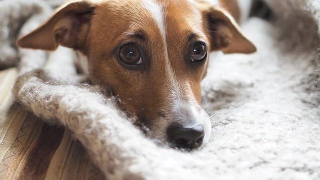 Sad jack russell terrier resting on a blanket