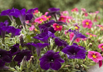 Obraz na płótnie Canvas Purple and pink petunias on flowerbed in garden, blurred background