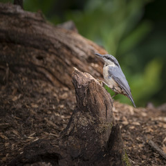 Beautiful Nuthatch bird Sitta Sittidae on tree stump in forest landscape setting