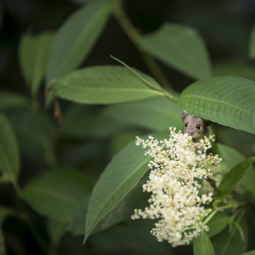 Cute little field or door mouse Apodemus Sylvaticus in Summer flower plants