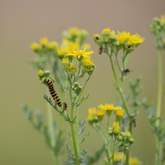 Bright orange and black Cinnabar moth caterpillar Tyria Jacobaeae on Summer plants in meadow