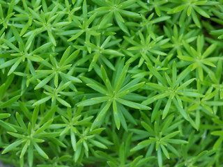 Green leaf background