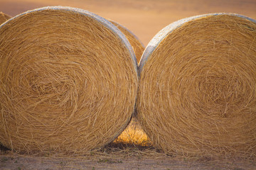 Bal of hay in the field