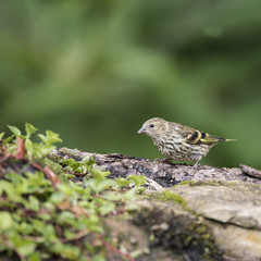 Beautiful juvenile Siskin bird Spinus Spinus on tree stump in forest landscape setting