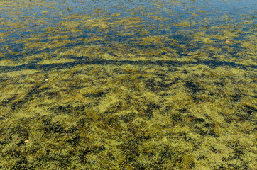 Green algae pollution on a water surface