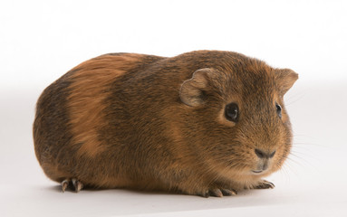 Cavy isolated on white background