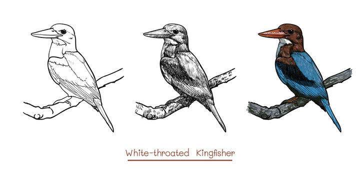 Drawing of White-throated Kingfisher bird hold on twig