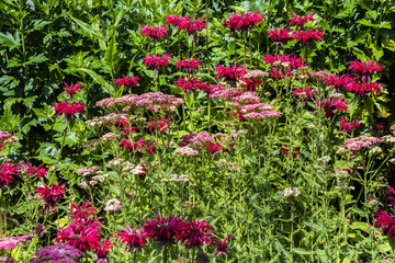 Dark Pink Monarda and Achillea flowers in a herbaceous border.