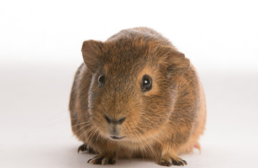Cavy isolated on on white background