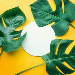 Fototapeta na wymiar Real leaves with white copy space background.Tropical Botanical nature concept design.