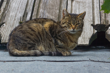 cat on the old roof