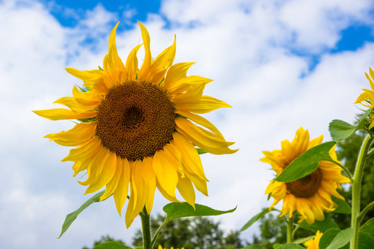 Flower of a sunflower against a blue sky with clouds