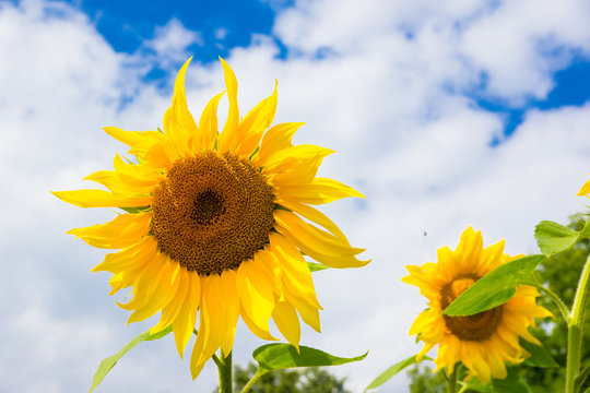 Flower of a sunflower against a blue sky with clouds