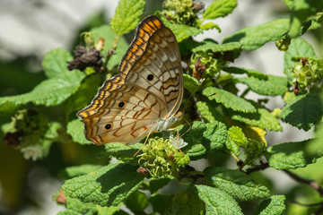 Butterfly - White Peacock - side view
