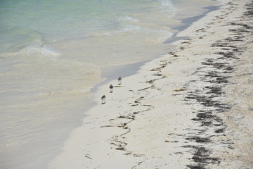 Oiseaux plage cayo levisa cuba