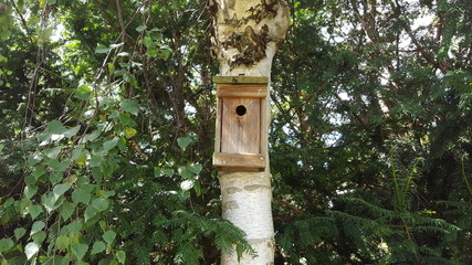 The birdhouse weighs on the birch