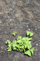 The clover is born after the fire.