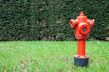 Hydrant in the bushes