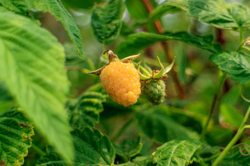 berry white raspberry on the branch