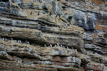 Vogelkolonie