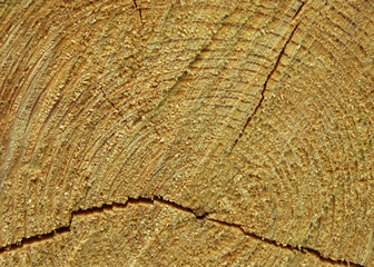 macro cracked wood stump texture photo