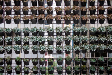 Set of potted plants and flowers hanging on rag wall as decoration. Concept of green city, healthy living, planting in city area.