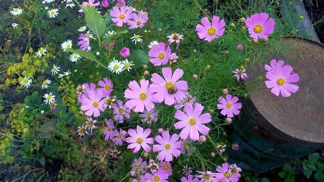 Pink cosmos flower in the garden. Summer uhd video