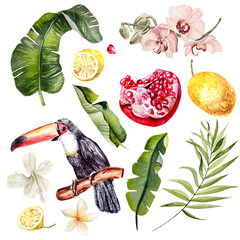 Watercolor set with tropical leaves, flowers and birds tukan. Illustration © knopazyzy