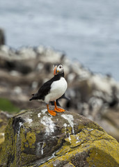 Puffin, Seabird. At annual nesting site on the Farne Islands, Northumberland, England, UK.