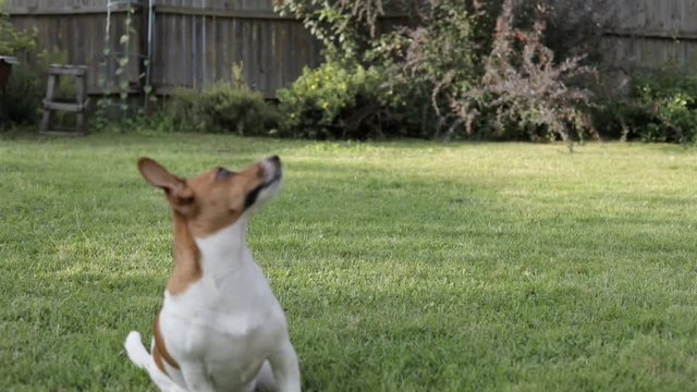 Jack russell terrier begs for food for a walk in the garden. Dog training.