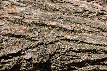 bark of tree
