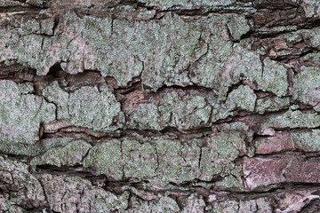 bark of tree