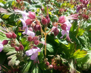 Small Pink Flowers