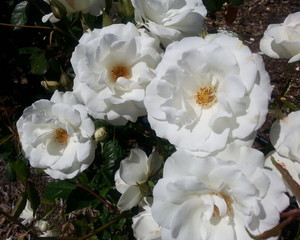 Iceberg Roses