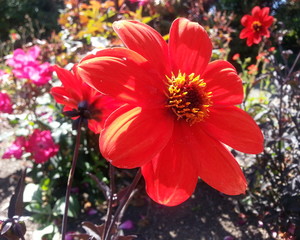 Dahlia Bishop of Llandaff